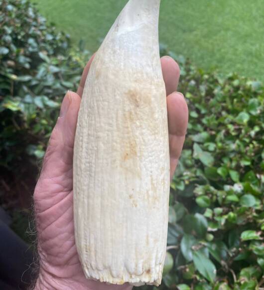 760 gram Sperm Whale Tooth