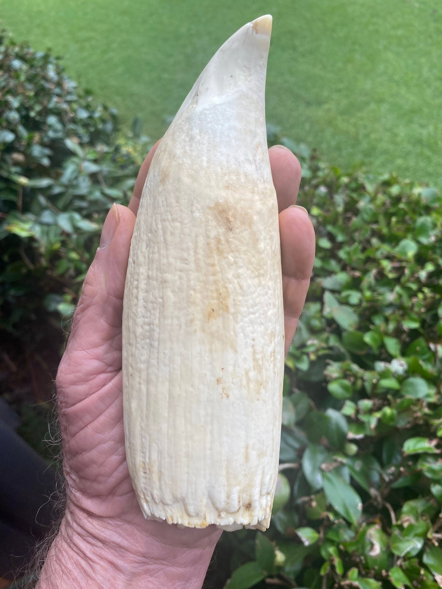 760 gram Sperm Whale Tooth