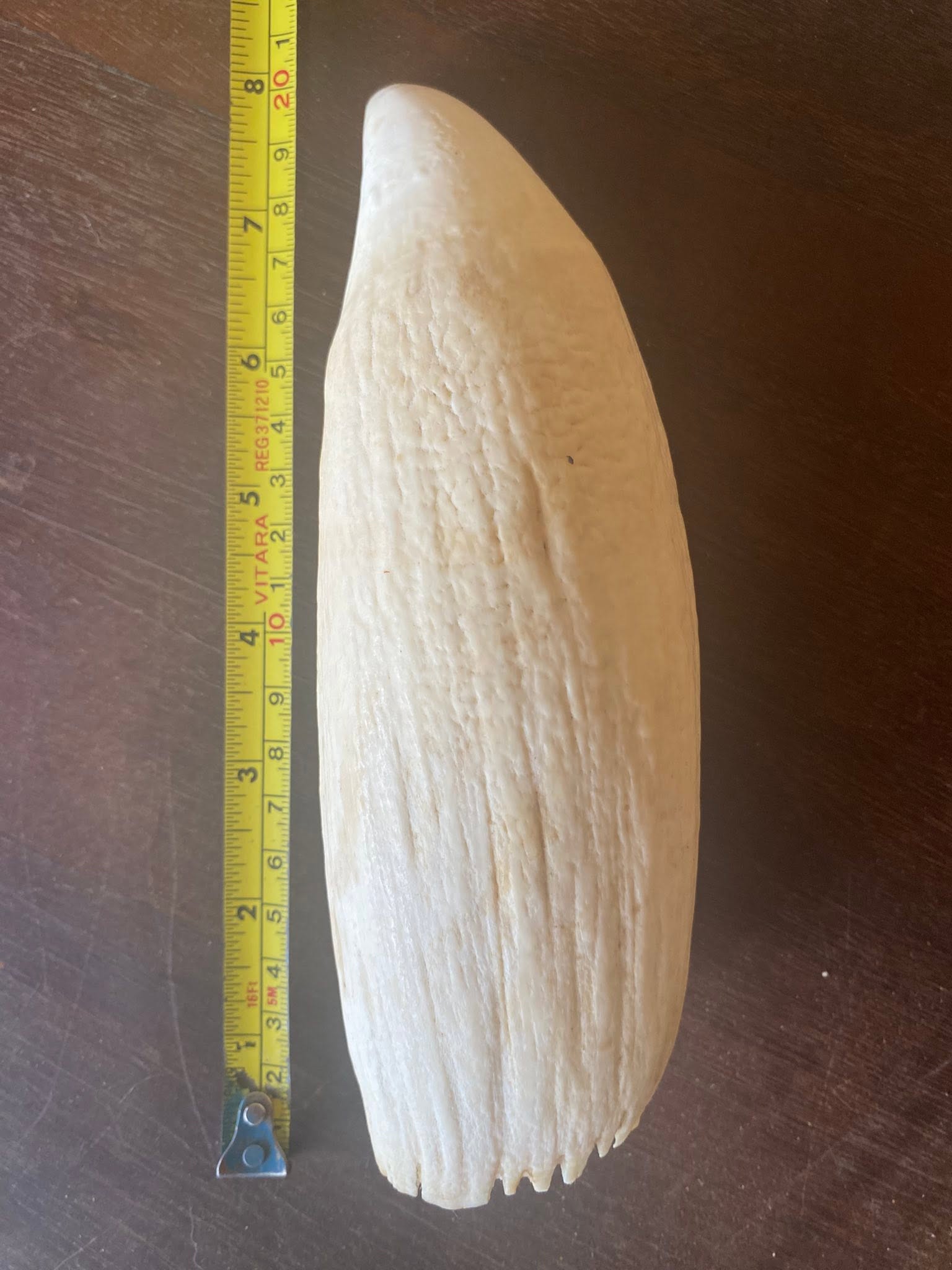760 gram Sperm Whale Tooth - Image 3