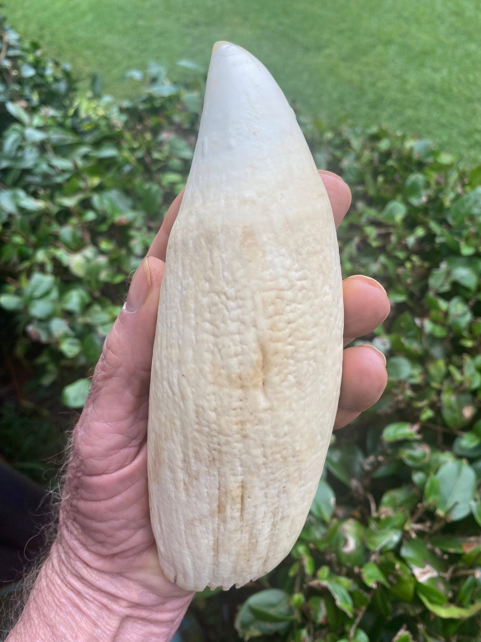 760 gram Sperm Whale Tooth - Image 2