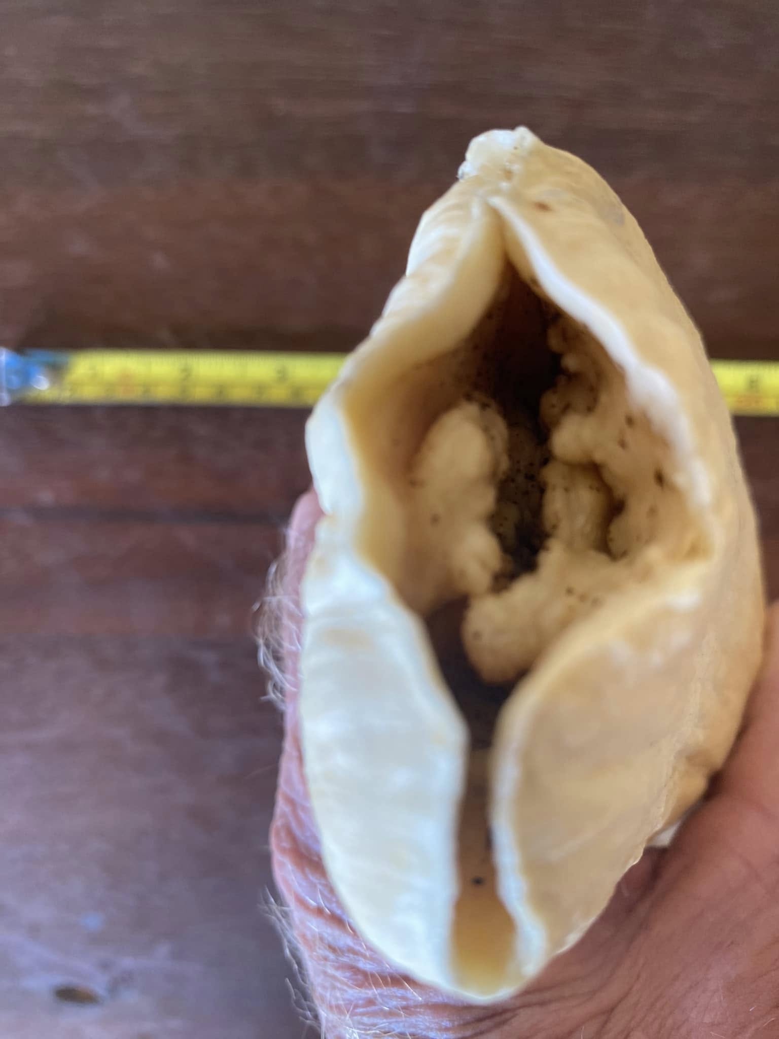 655g vintage Sperm Whale tooth - Image 4