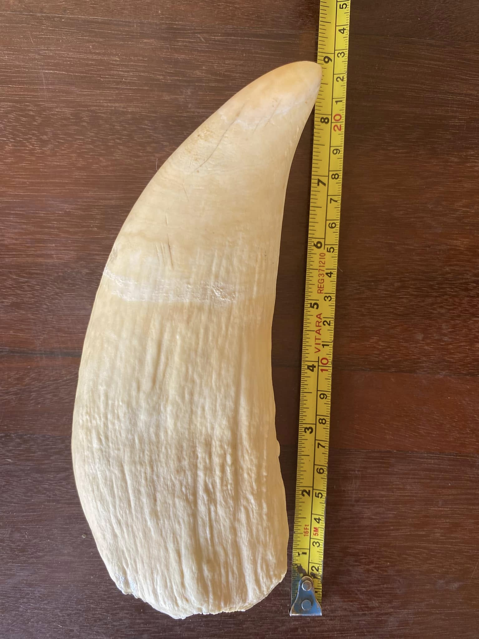 655g vintage Sperm Whale tooth - Image 3