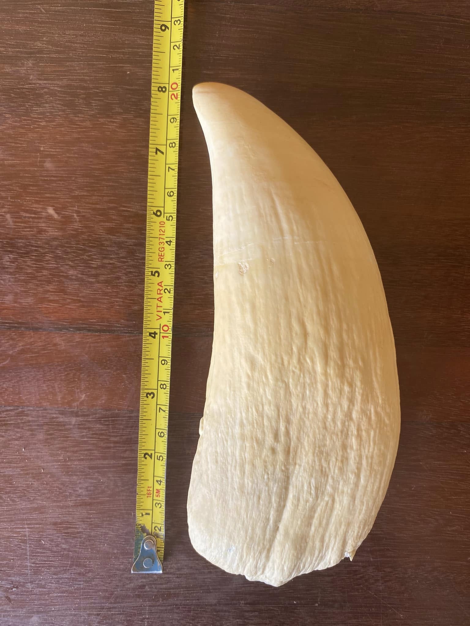 655g vintage Sperm Whale tooth - Image 2