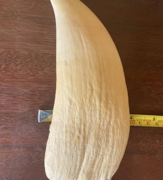 655g vintage Sperm Whale tooth