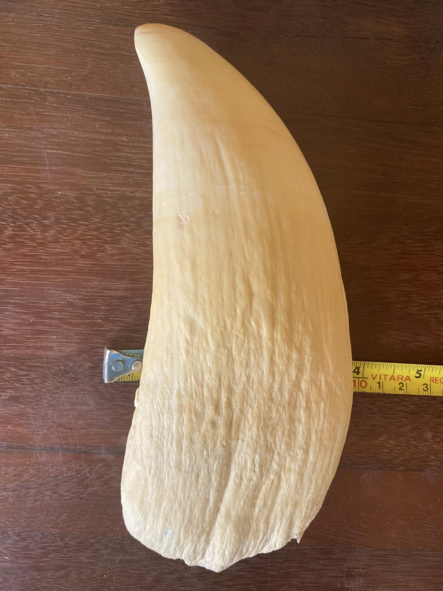 655g vintage Sperm Whale tooth