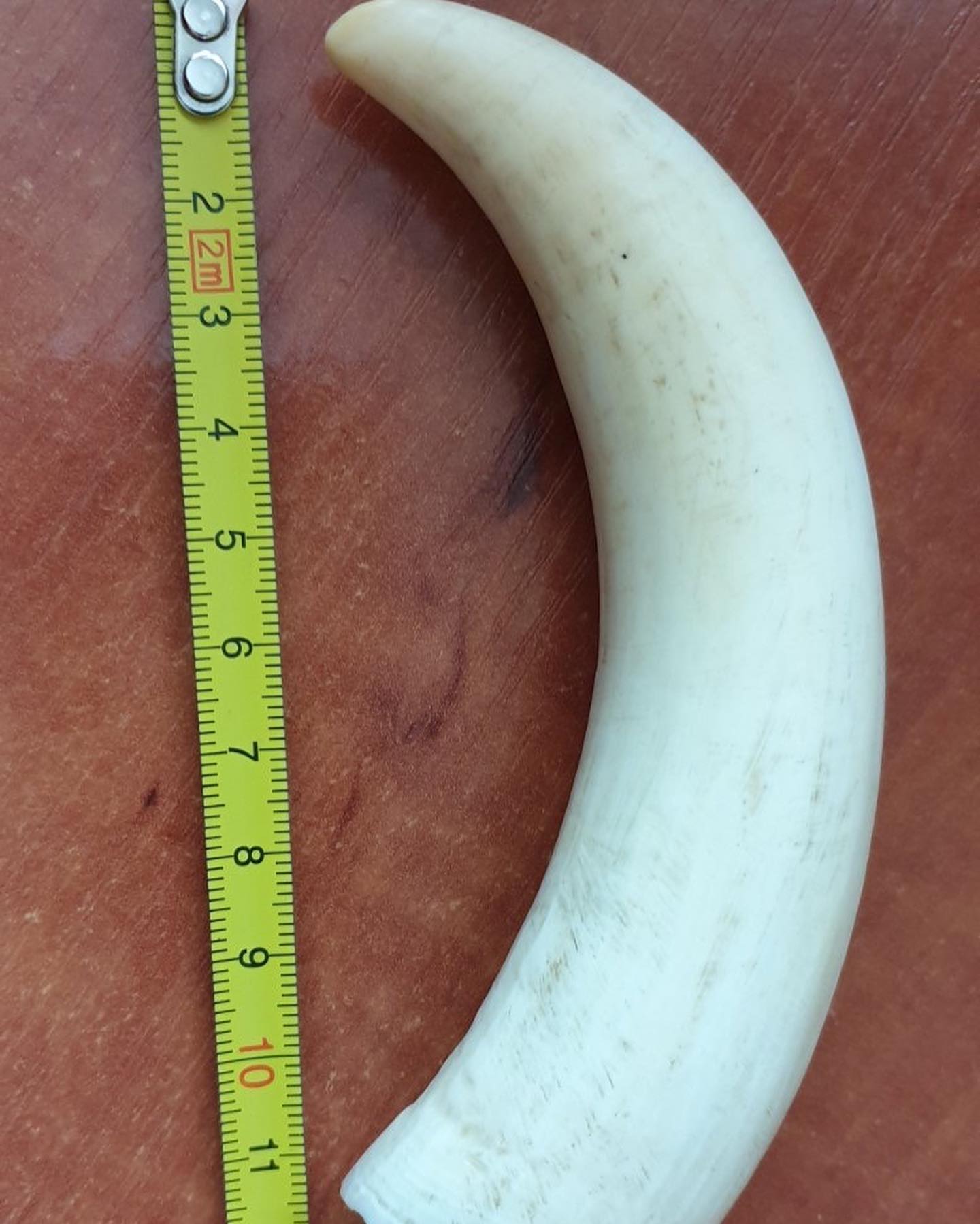 117 g Sperm Whale Tooth - Image 2
