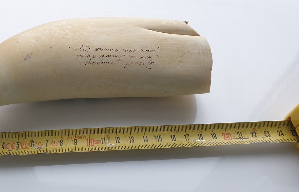 668-gram genuine sperm whale tooth - Image 2