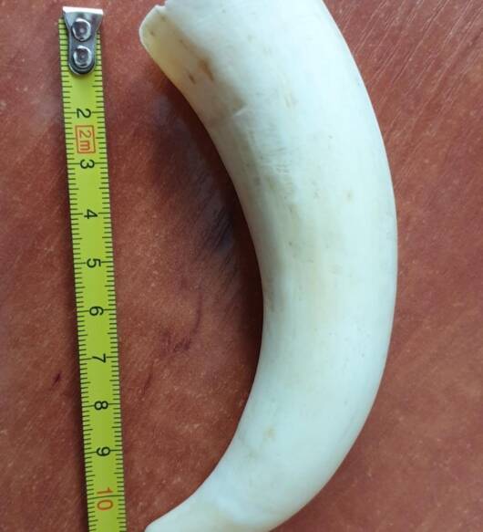 117 g Sperm Whale Tooth
