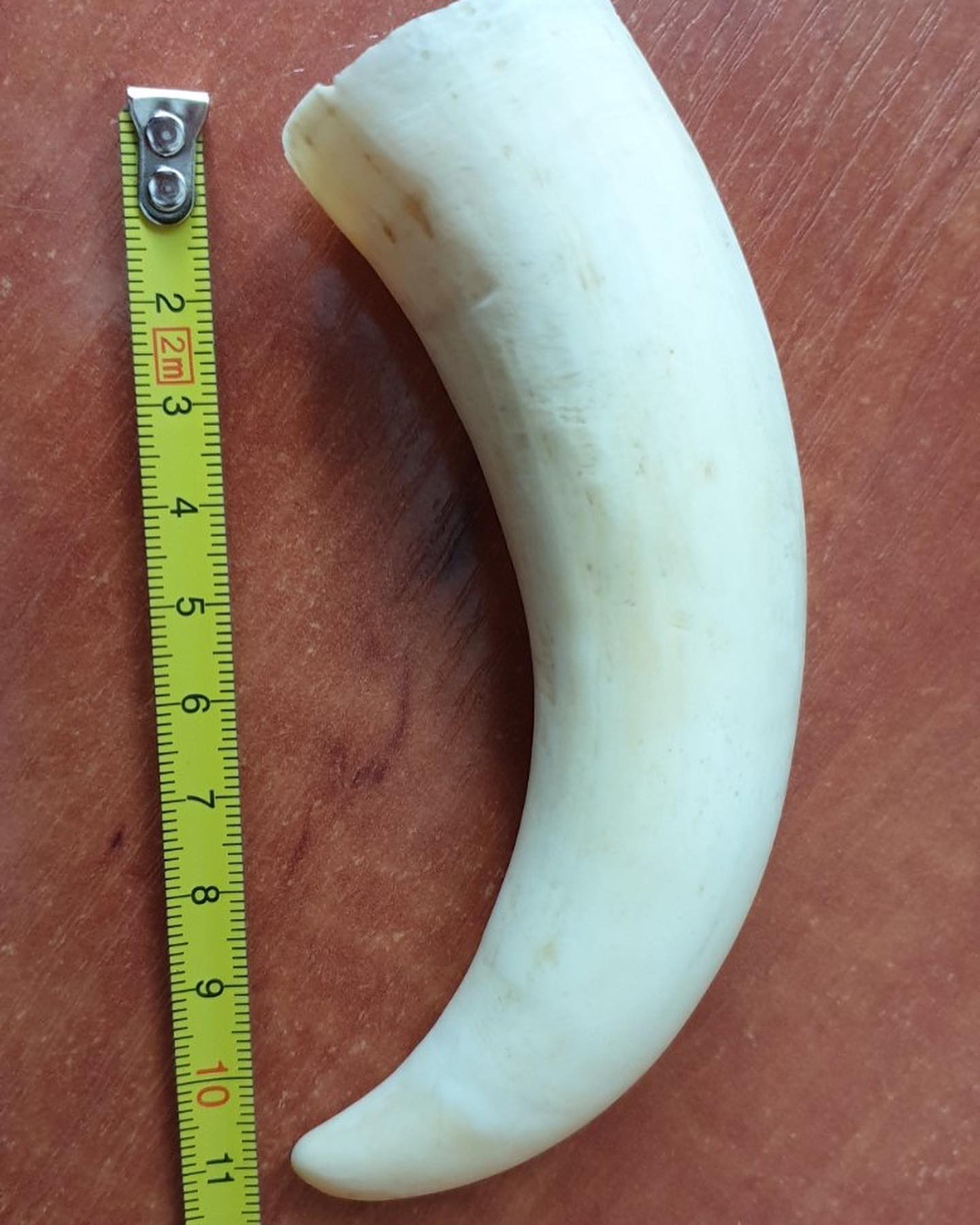 117 g Sperm Whale Tooth