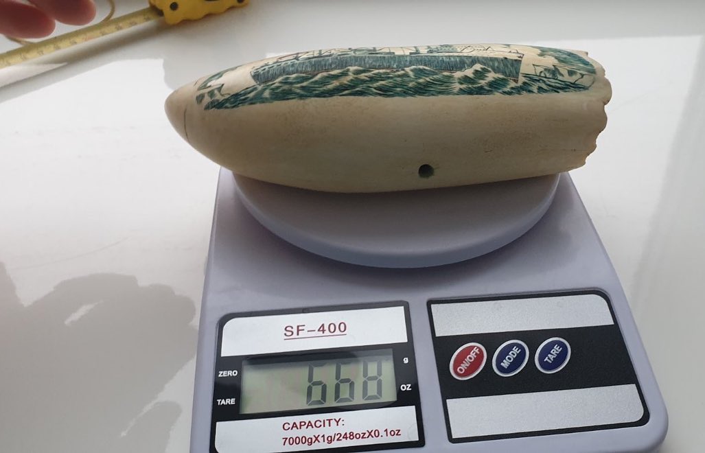 668-gram genuine sperm whale tooth - Image 3