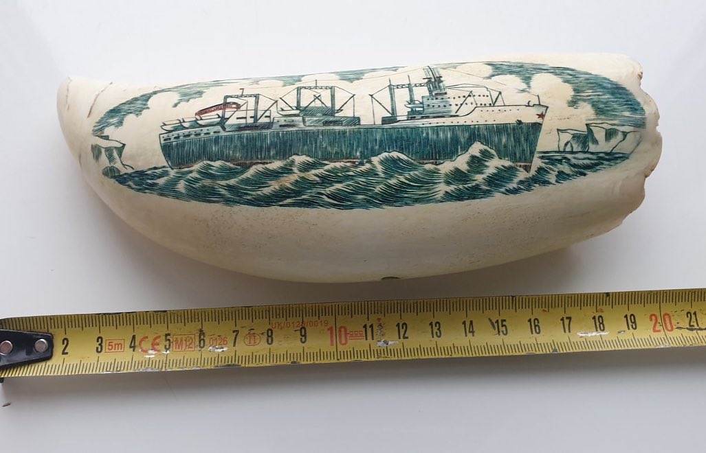 668-gram genuine sperm whale tooth