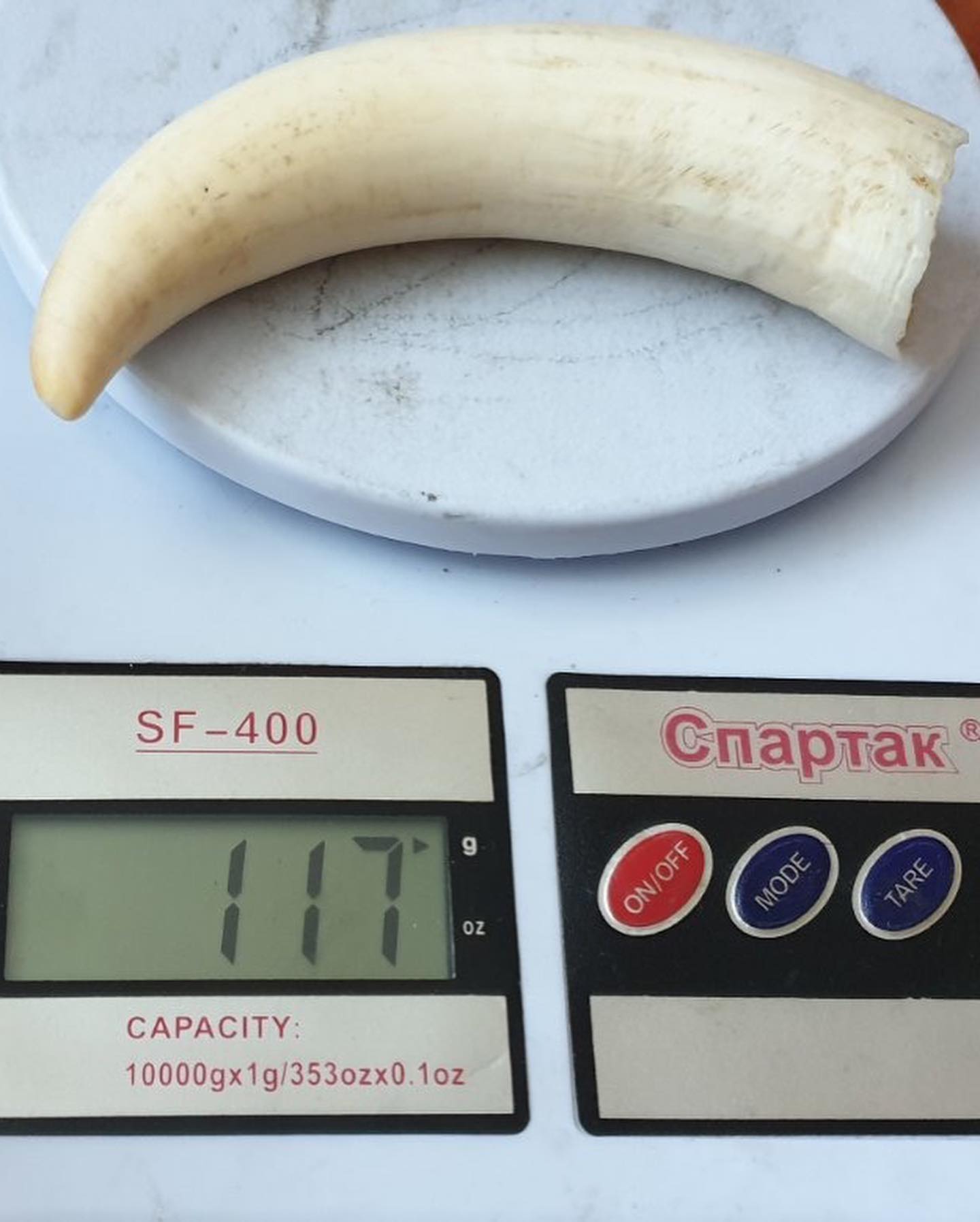 117 g Sperm Whale Tooth - Image 3