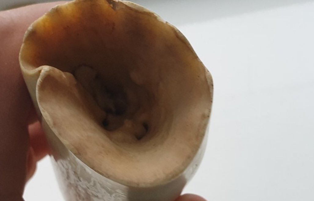668-gram genuine sperm whale tooth - Image 4