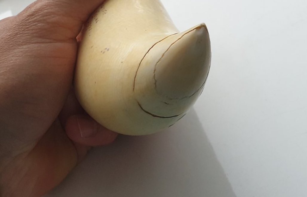 668-gram genuine sperm whale tooth - Image 5