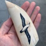 Sperm Whale Tooth Scrimshaw