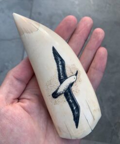 Sperm Whale Tooth Scrimshaw