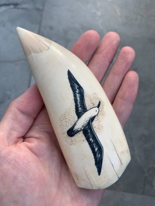 Sperm Whale Tooth Scrimshaw