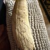 Historic Sperm Whale Tooth