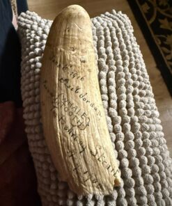 Historic Sperm Whale Tooth