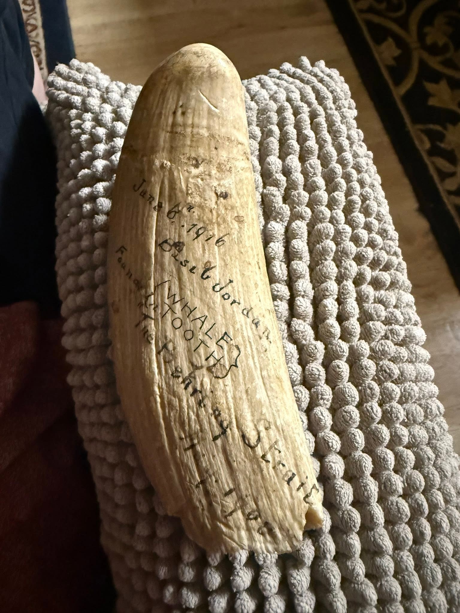 689484513_27335435286050630_1735799421230432825_n Historic Sperm Whale Tooth