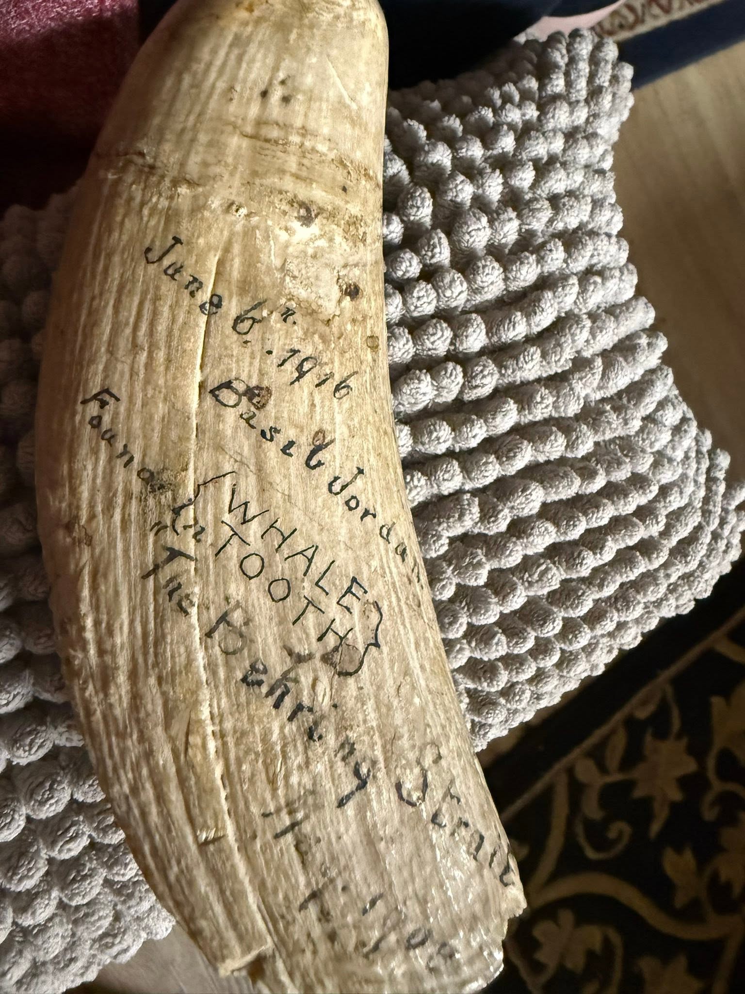 710831118_27335434469384045_3747417928117068279_n Historic Sperm Whale Tooth