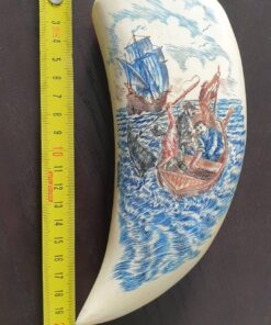 Sperm Whale Tooth