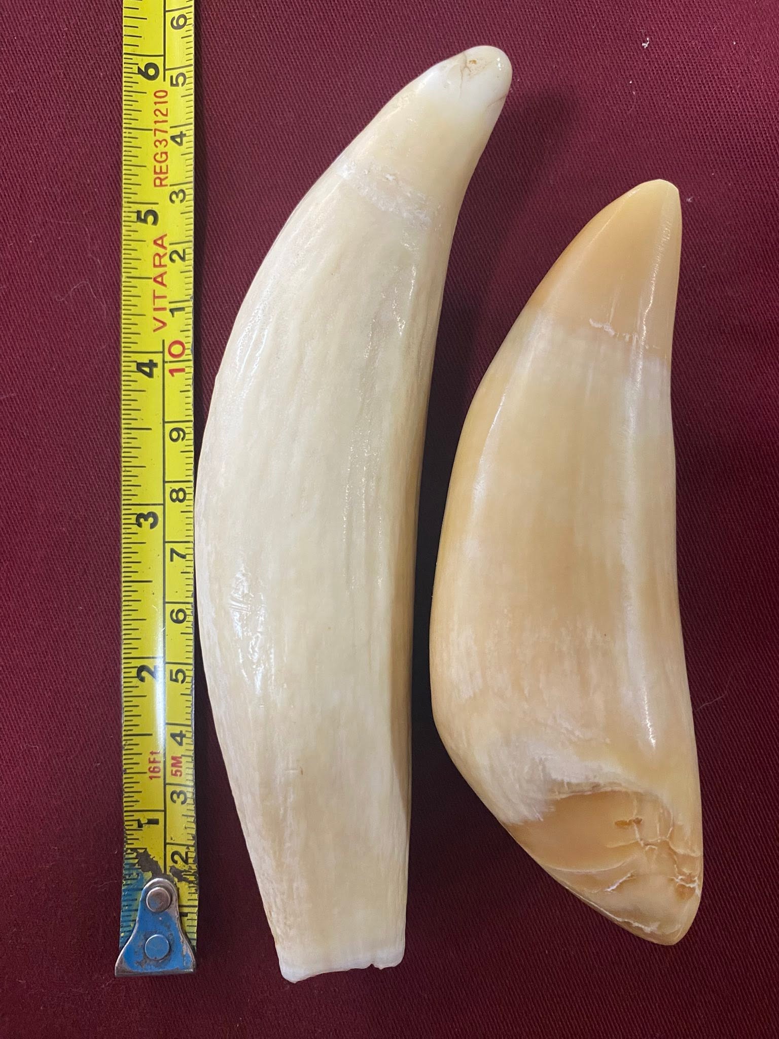 Pair of Sperm Whale Teeth - Image 2