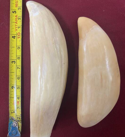 Pair of Sperm Whale Teeth