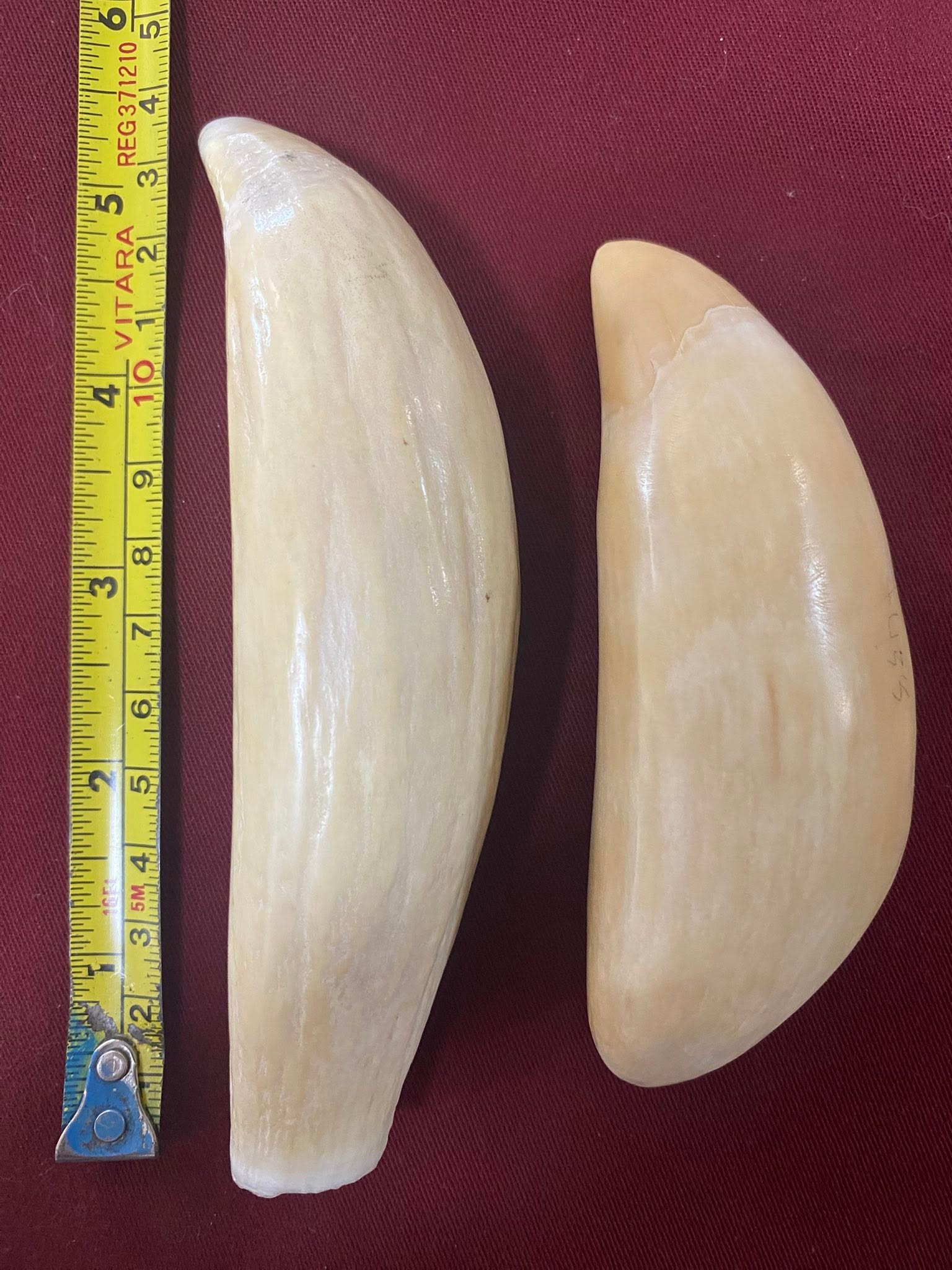 Pair of Sperm Whale Teeth