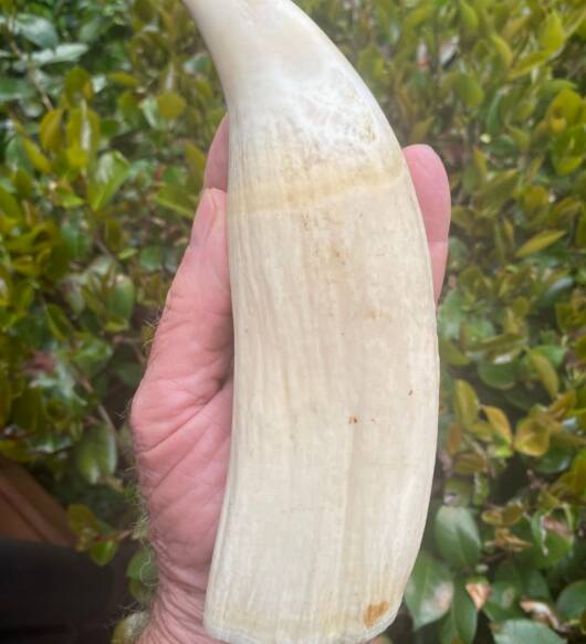 1.2kg pre-ban sperm whale tooth