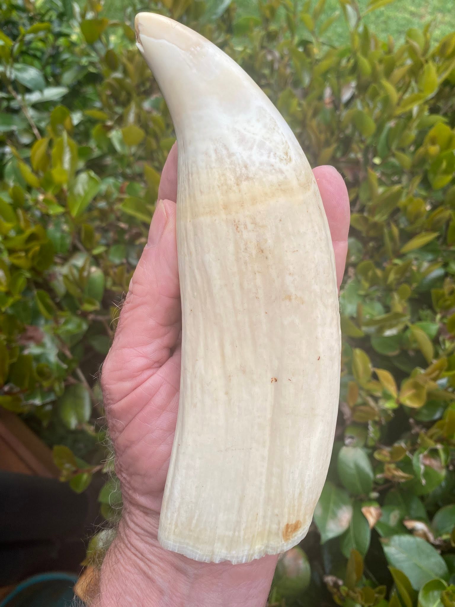 1.2kg pre-ban sperm whale tooth