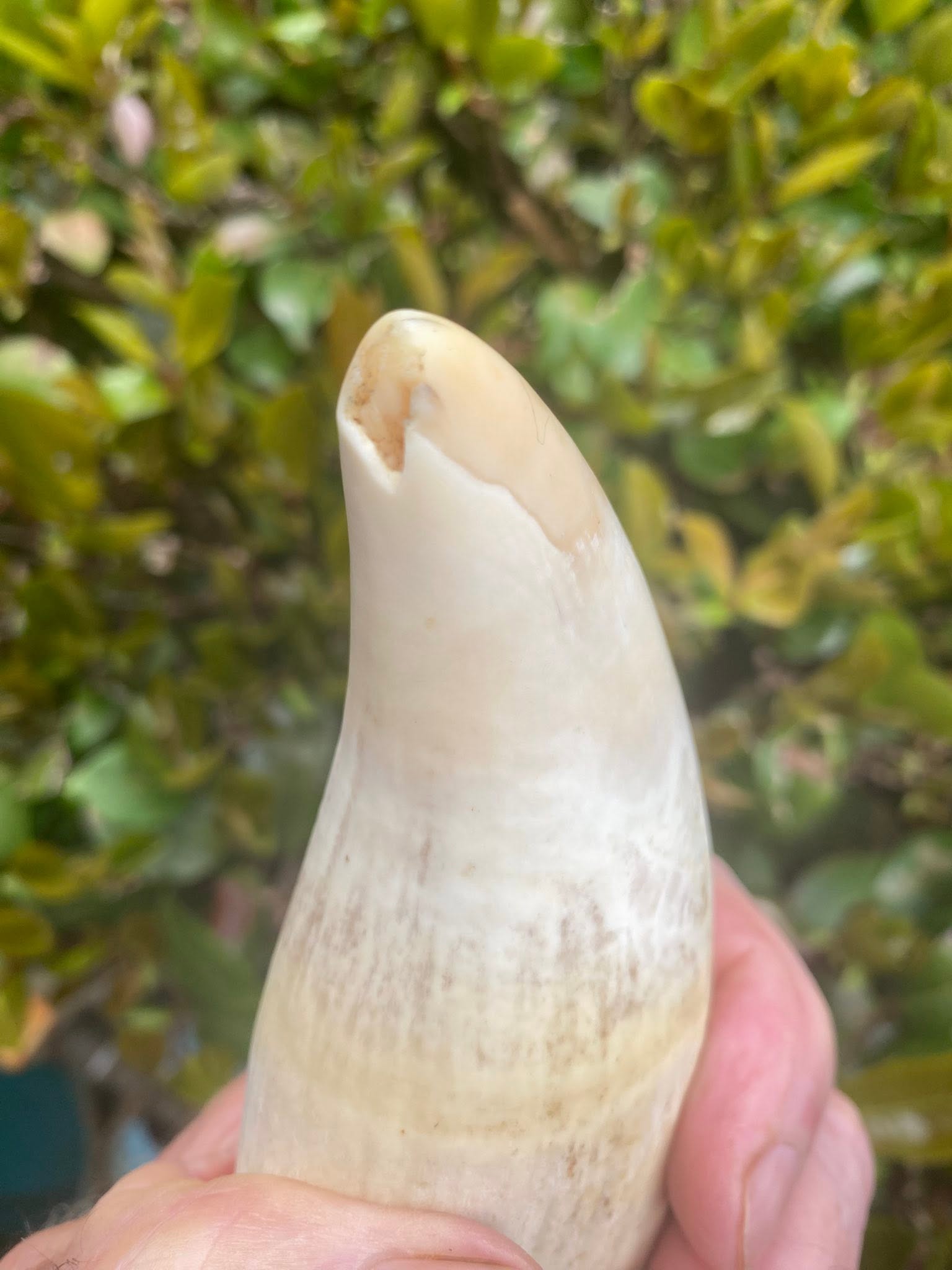 1.2kg pre-ban sperm whale tooth - Image 2