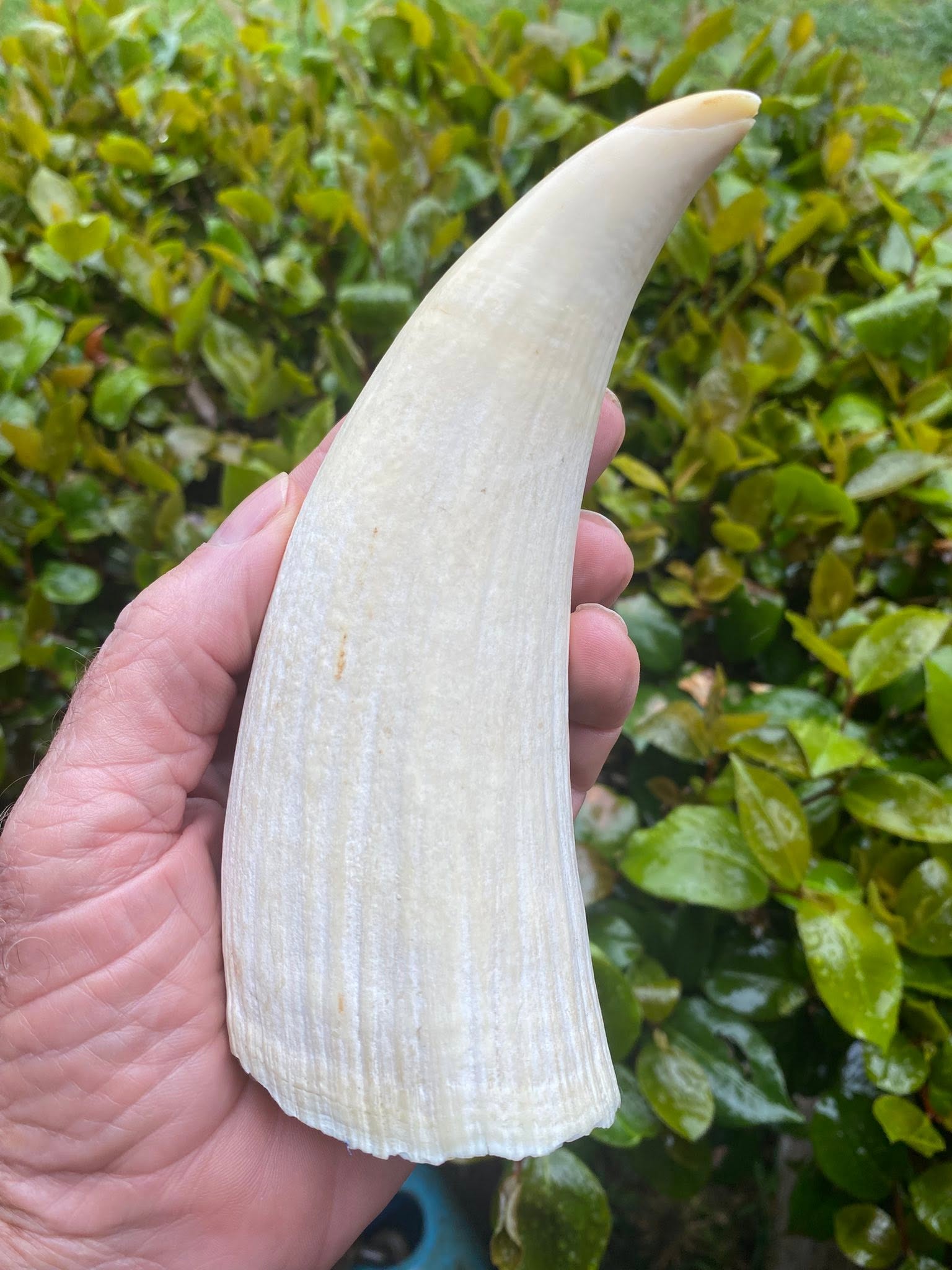 635g pre-ban Sperm Whale tooth - Image 2