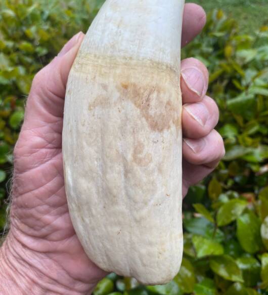 2.7 lbs pre-ban Bull Sperm Whale tooth