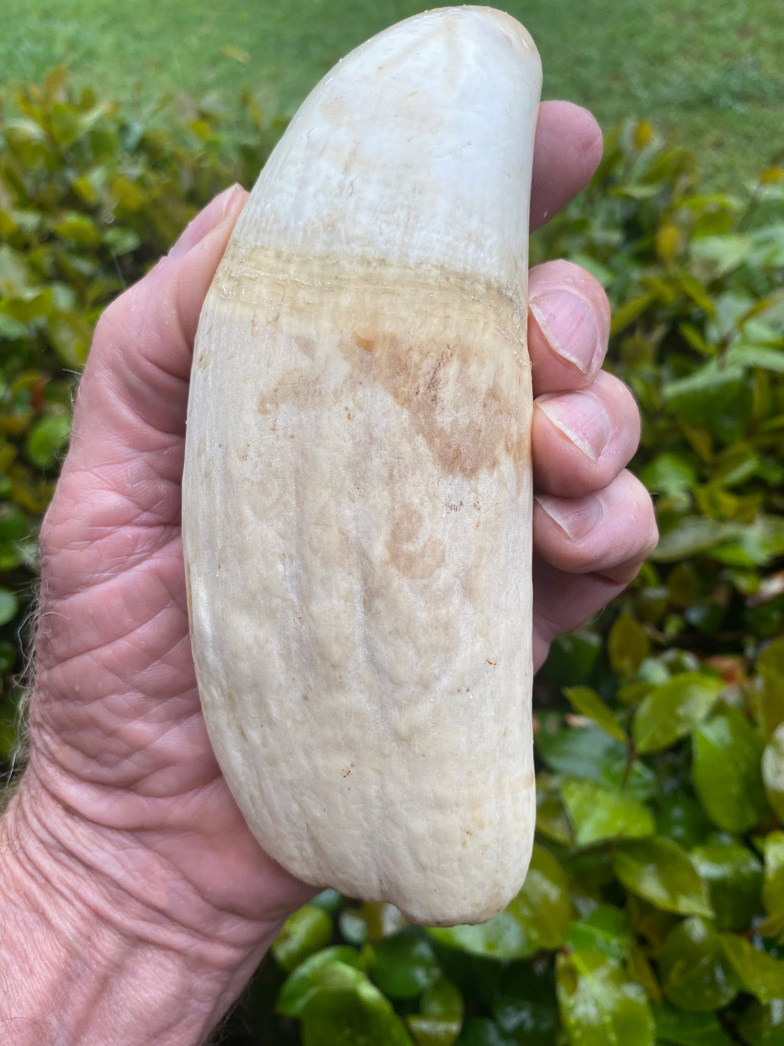 2.7 lbs pre-ban Bull Sperm Whale tooth