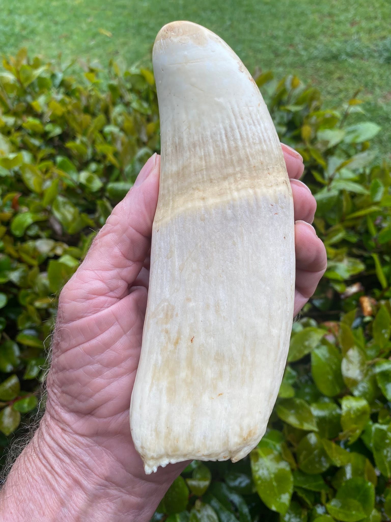 2.7 lbs pre-ban Bull Sperm Whale tooth - Image 2