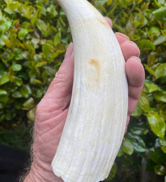 635g pre-ban Sperm Whale tooth