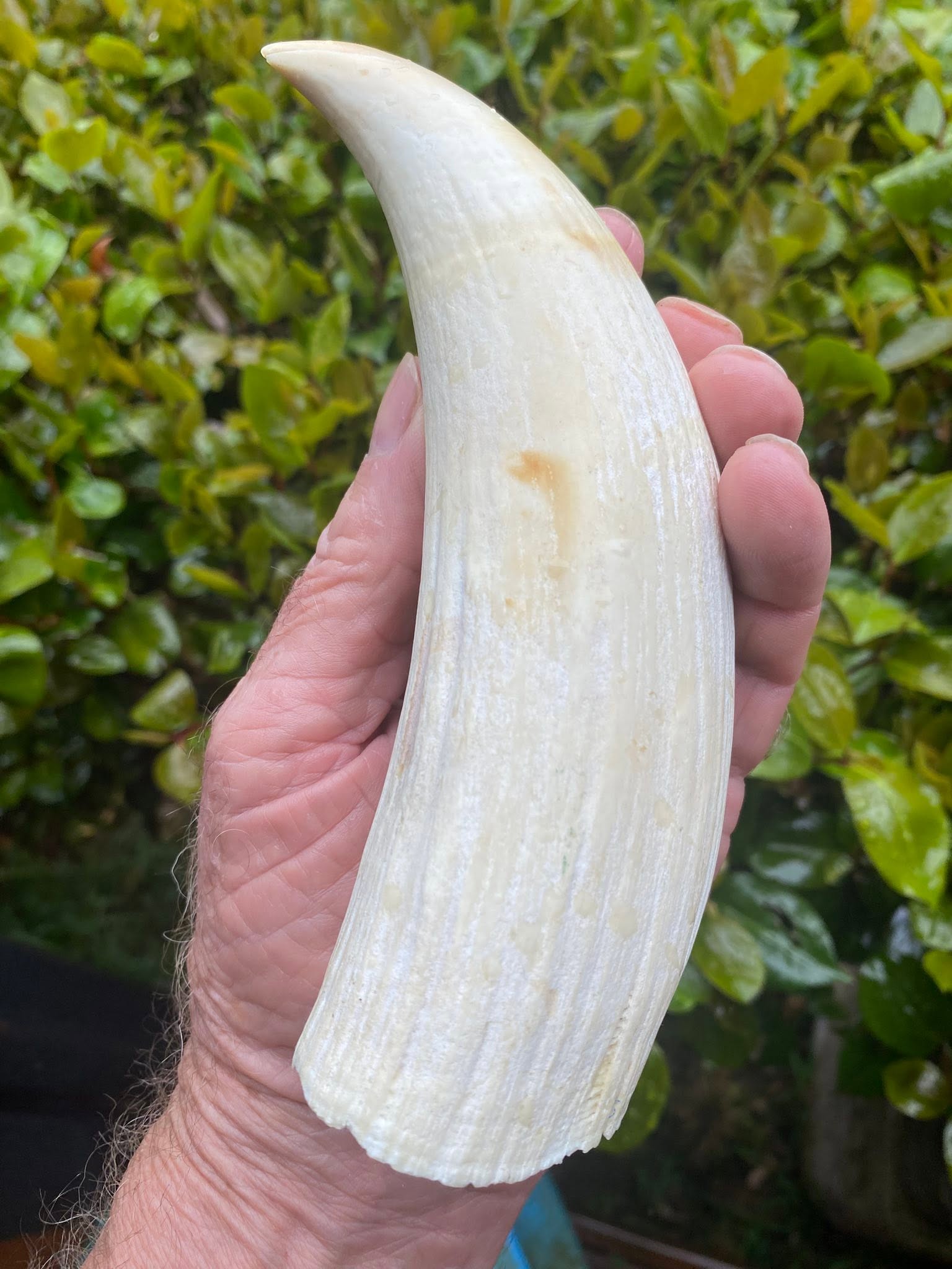 635g pre-ban Sperm Whale tooth