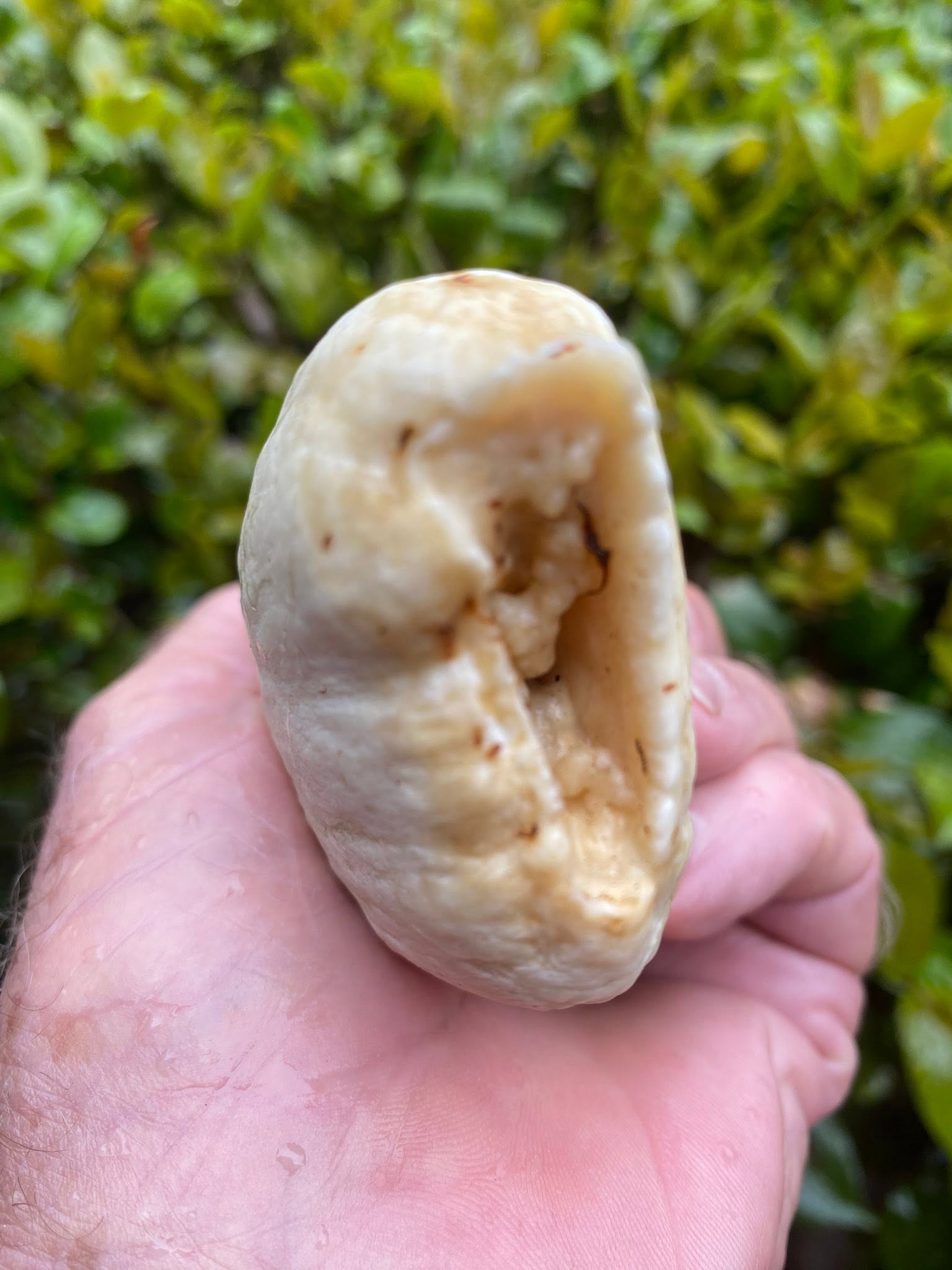 2.7 lbs pre-ban Bull Sperm Whale tooth - Image 3