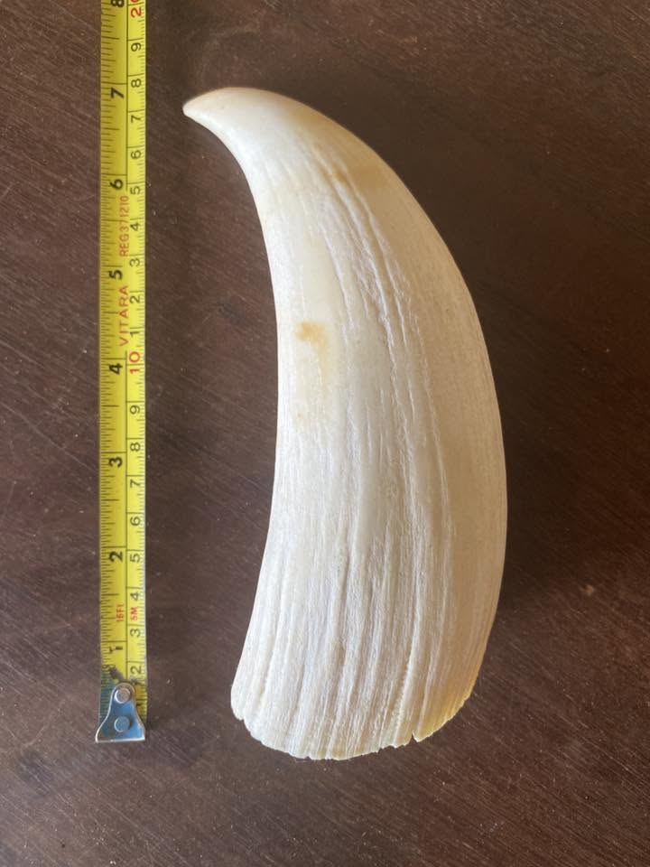635g pre-ban Sperm Whale tooth - Image 3