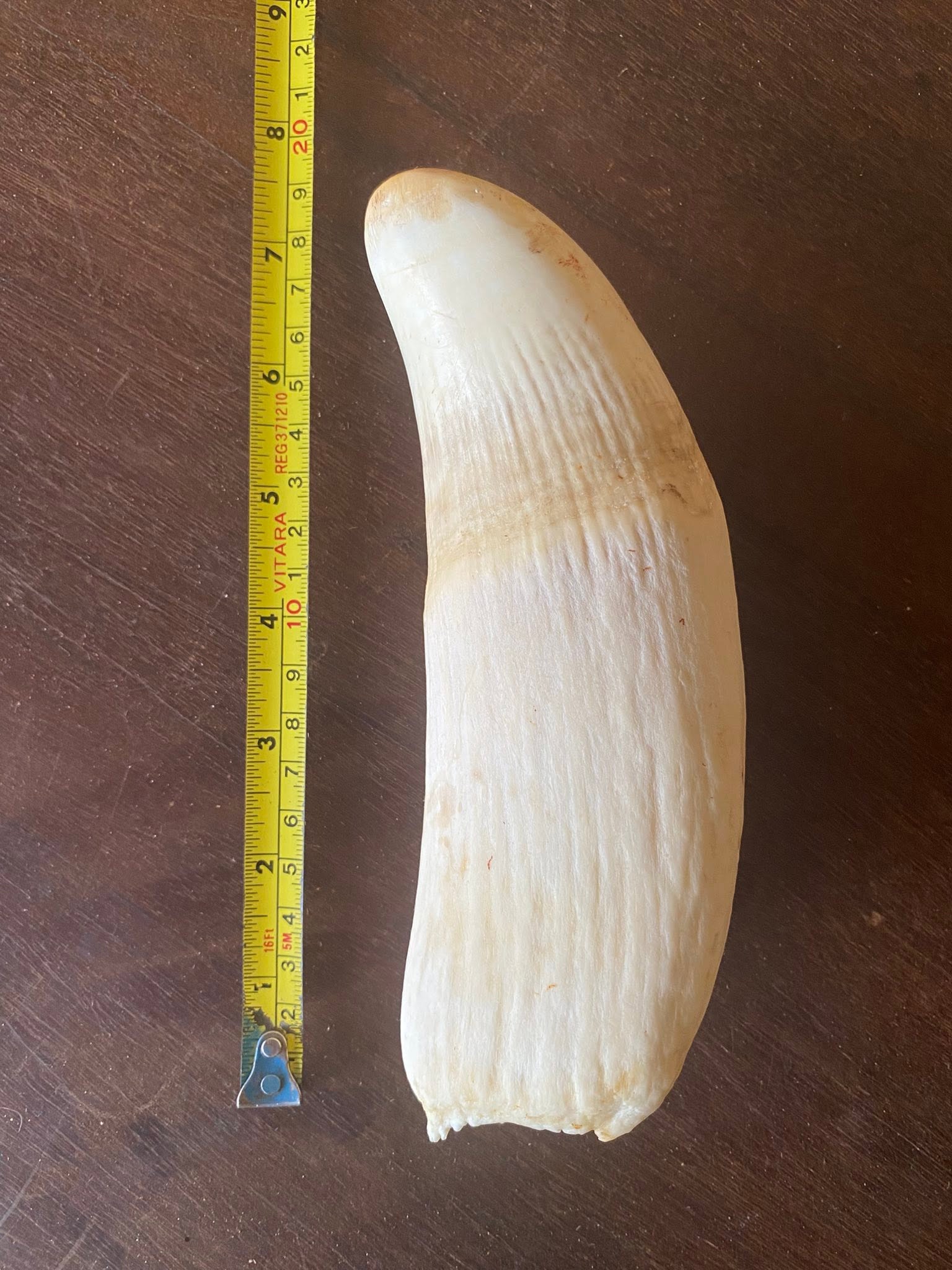 2.7 lbs pre-ban Bull Sperm Whale tooth - Image 4