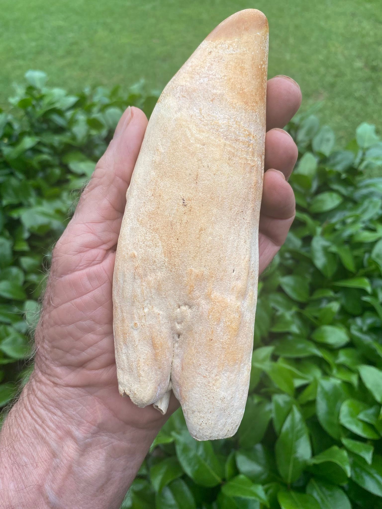 2.4 lbs pre-ban sperm whale tooth - Image 2