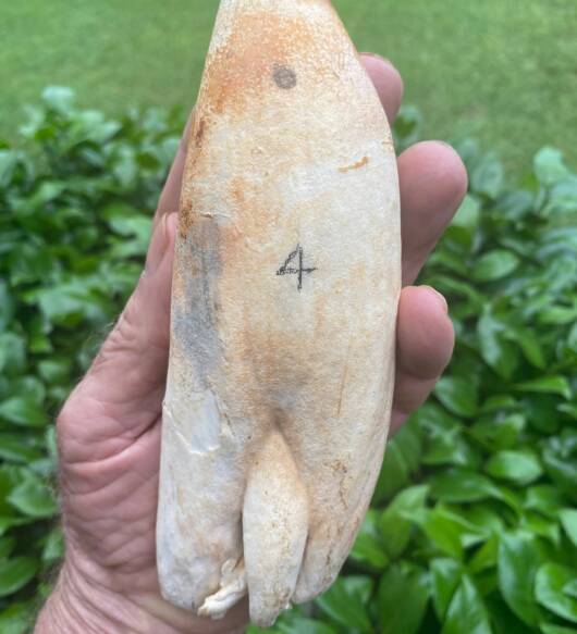 2.4 lbs pre-ban sperm whale tooth