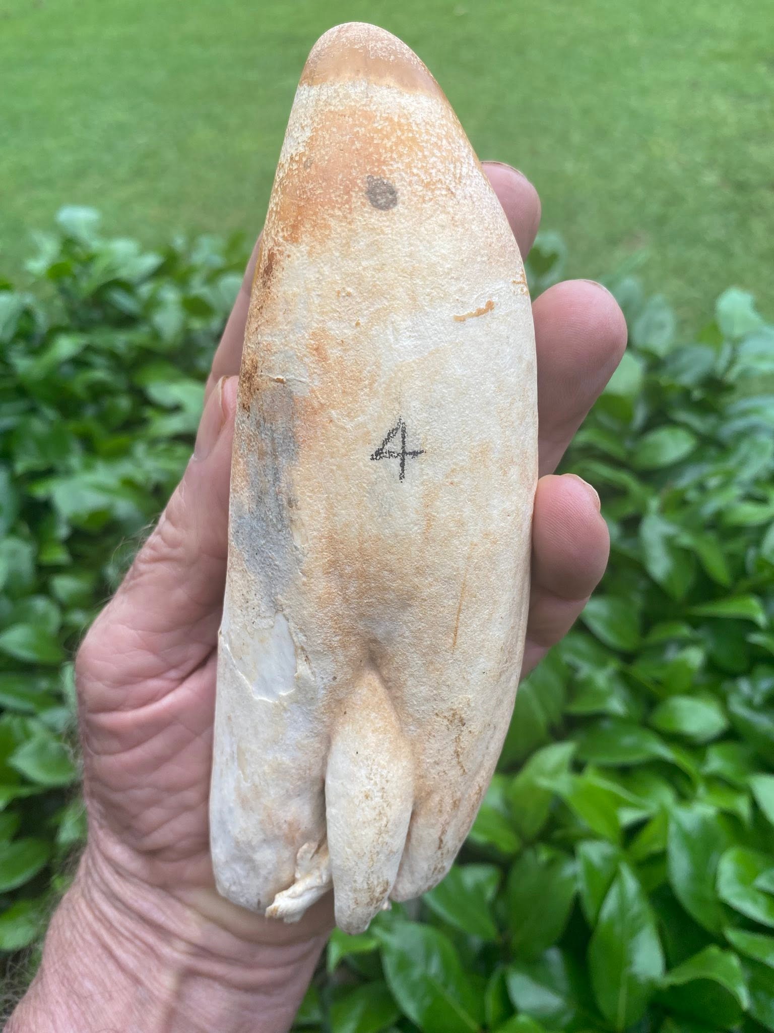 2.4 lbs pre-ban sperm whale tooth