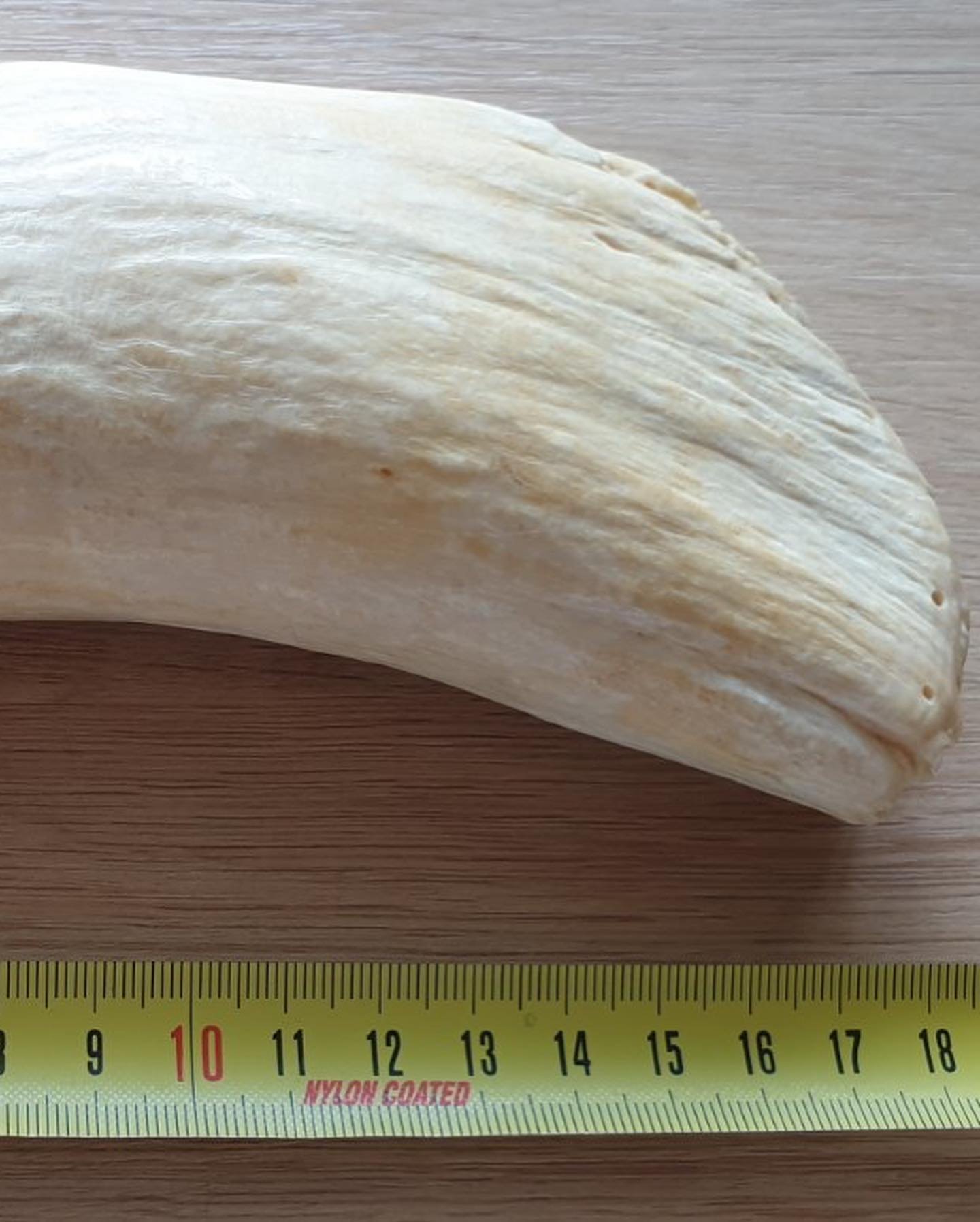622g Sperm Whale Tooth - Image 3
