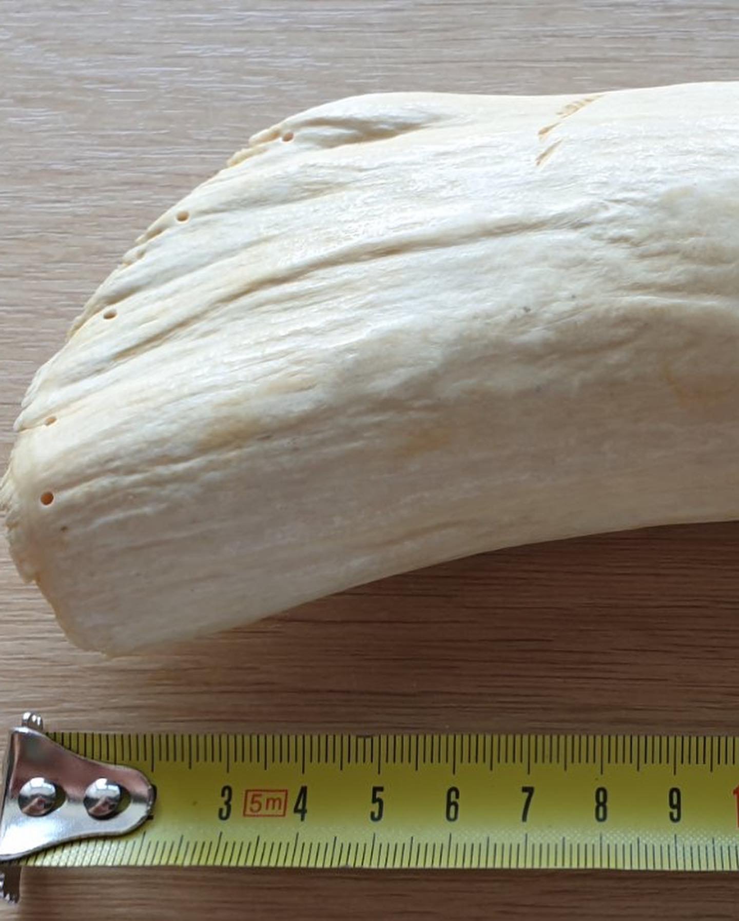 622g Sperm Whale Tooth - Image 2