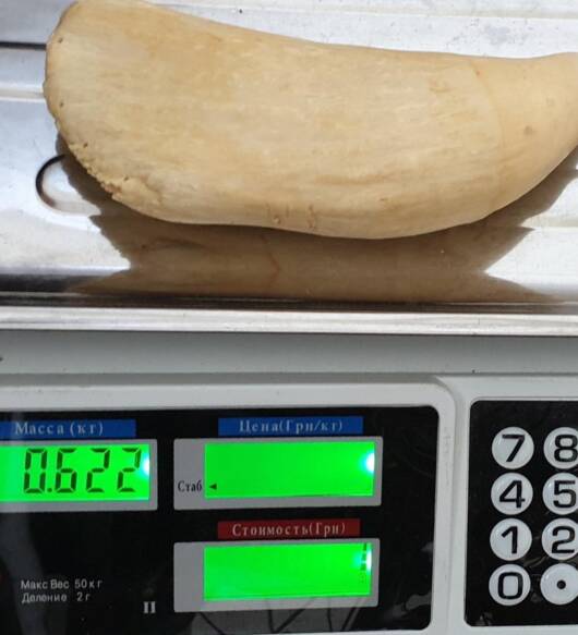 622g Sperm Whale Tooth