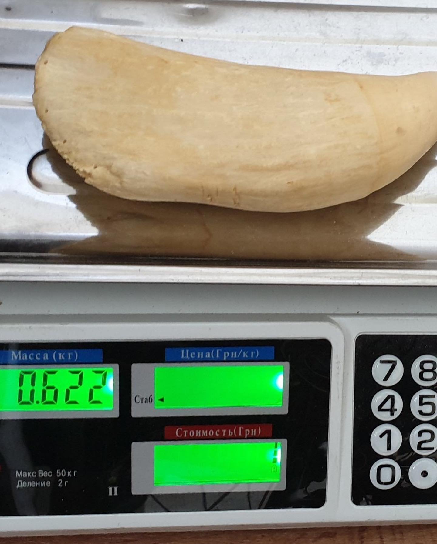 622g Sperm Whale Tooth