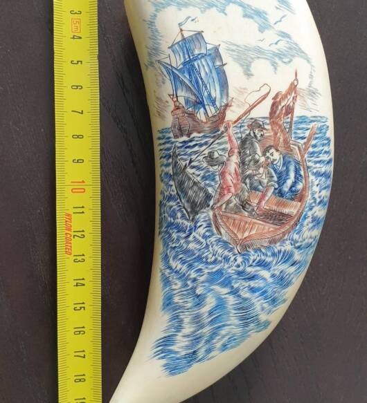 714-gram sperm whale tooth