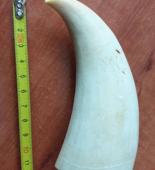 147g Sperm Whale Tooth